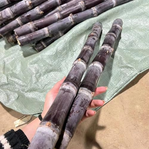 semillas de caña de azúcar - Compra orgánicos setos decoración 300pcs