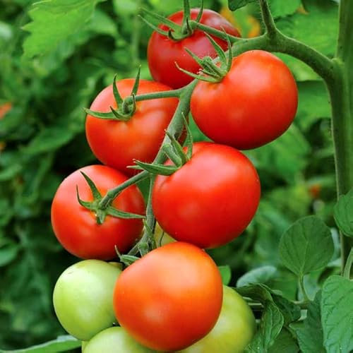 Tomato Moneymaker - 100 Seeds + Freebie + Plant tag - Solanum lycopersicum