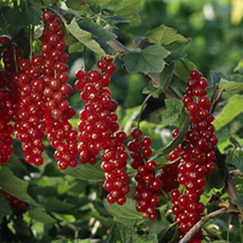 Redcurrant 'Rovada'. 9cm Plant x 2. AGM Winning, Heavy cropping Currant Fruit Bush. Available from Bedwen Plants