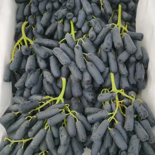uva semi di d'uva resistenti all'aperto spalla semi colonnari Cammi elevati per giardino riverdimento tetti 50pcs