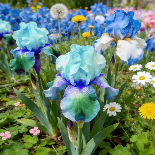Hermoso iris, bulbo resistente, perenne, romántico, regalo, decoración de interiores, jardín.-15 bulbo-D