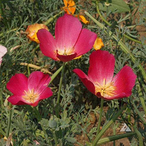 Outsidepride Carmine King California Poppy Seeds - 10000 Pcs Annual, Drought-Tolerant, Easy to Grow Eschscholzia Wildflower Seed w/Bright Pink Blooms, Ideal for Pollinator Gardens & Large Landscapes