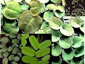 Selección de 20-25 plantas flotantes, 4 variedades, contra algas