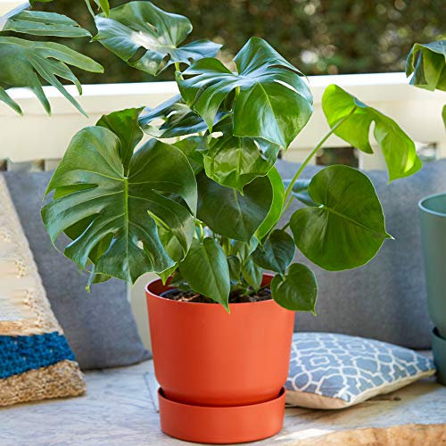 1 x Monstera Swiss Cheese Plant for Sale | Perfect for Home or Office | 30-40cm with Pot