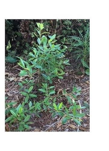 Pcs - 10x Ilex Paraguariensis Mate Arbre Jardin Plantes - Graines B1119 - Seeds & Plants Shop by Ipsa