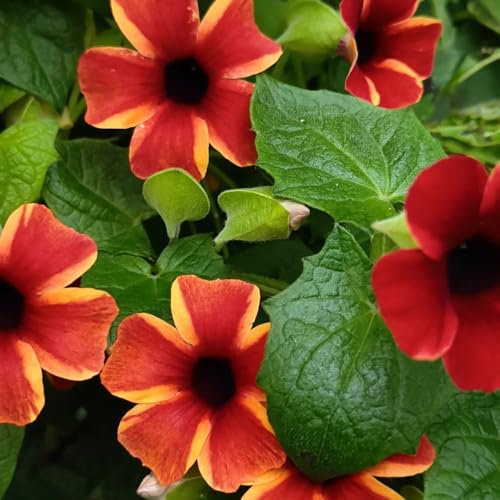 schwarzäugige susanne winterhart samen - kübelpflanzen winterhart, pflanzen draußen exotische pflanzen winterhart, blumenstauden winterhart blumengarten, kletterpflanzen samen 150pcs