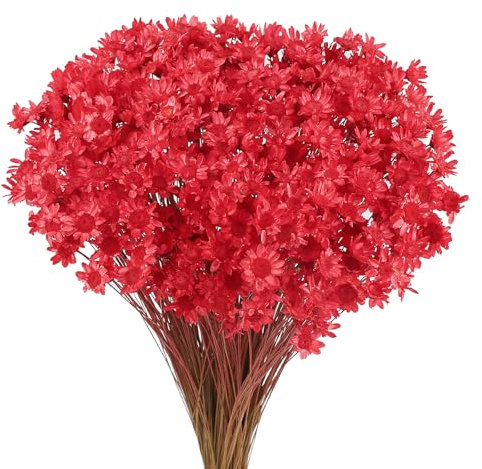 Larber 300 stycken torkade blommor brasiliansk vit liten stjärnblomma blommor mini torkad bukett tusensköna mini kamomill bukett för blomsterarrangemang bröllop (röd)