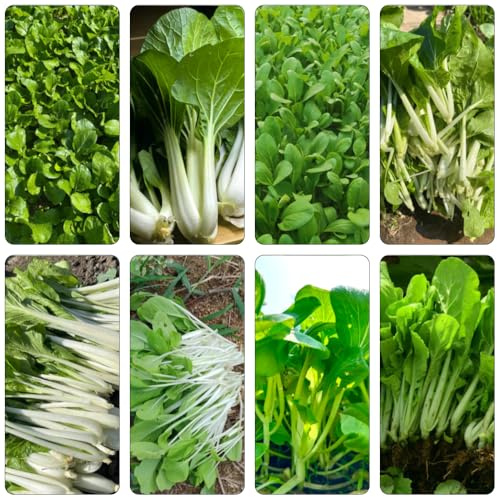 semi pak choi di balcone resistenti verdi resistenti giardino interno letto elevato per balcone letti elevati decorativi riverdimento di 100pcs