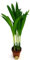POWERS TO FLOWERS - ARECA, MINI PALMA DI ARECA IDEALE PER TERRARIUM, pianta vera