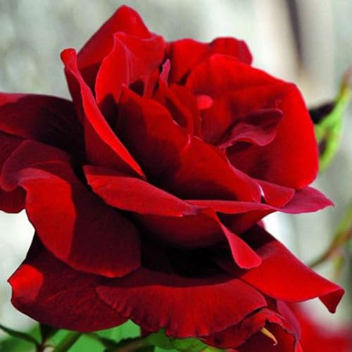 2 x Rosier - Rosa 'Santana' en pot 25-30 cm - Le rosier grimpant rouge passion