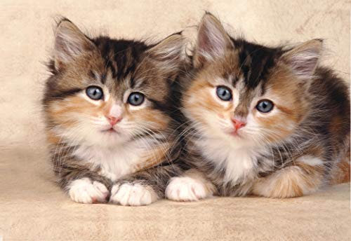 KE - Glückwunschkarte Blanko DIN B6, 176x125mm Klappkarte, Umschlag inklusive, Textfreie Karte, Hochwertige Blankokarte - Motiv: Katzen 2