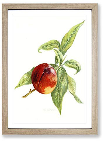 Big Box Art Vintage Peach Illustration of a Nectarine Framed Wall Art Picture Print Ready to Hang, Oak A2 (62 x 45 cm)