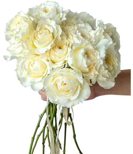 12 Fresh Strong Scent David Austin White Rose Patience bridal bouquet Hydroponic Flower Arrangement Gifts for home decoration Birthdays Anniversaries Healing Sympathy Friendship and Love