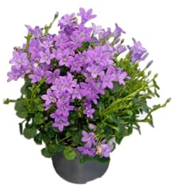 Campanula o Campanilla Planta Natural con Flores Variadas y Exuberantes