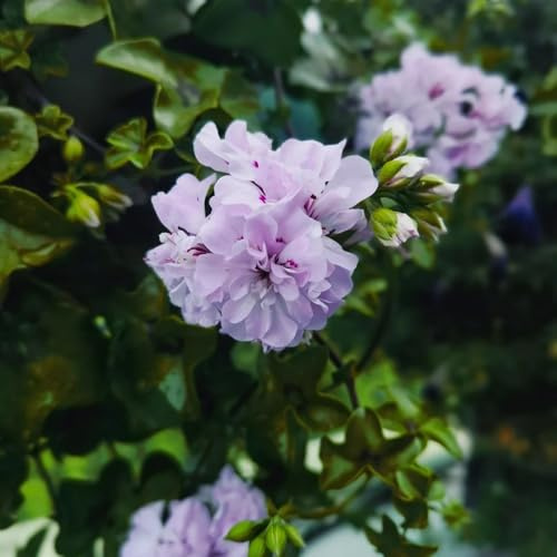 semillas de geranio - interior aptas abejas decoración resistentes sala 60pcs