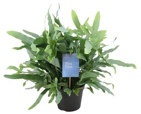 Baumfreund Phlebodium Blue Helecho - Planta de interior - Ø14 cm - 40 cm