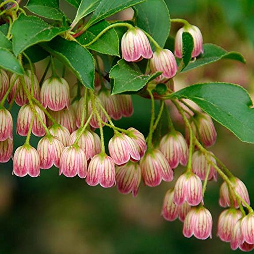 1 X ENKIANTHUS CAMPANULATUS REDVEIN DECIDUOUS Shrub Hardy Garden Plant in Pot