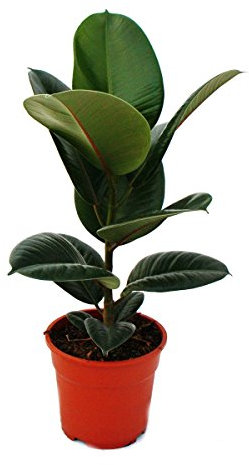 Exotenherz - Gummibaum - Ficus elastica Robusta - 17cm Topf