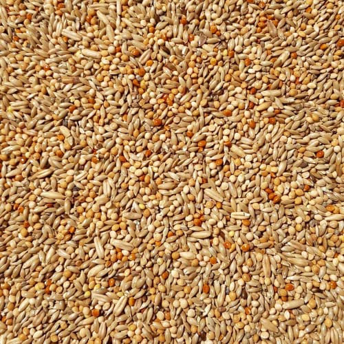 Supravit Wellensittichfutter Zucht 2,5 kg – hochwertige Zuchtmischung als Hauptfutter für Wellensittiche & kleine Sitticharten – Jungvogelfutter & Mauserfutter zur Förderung der Zucht