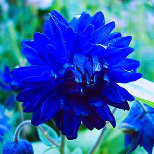 Dalia Rizomas Permanentes, Fácil De Cultivar, Dalia Grande, Colores Mezclados, Resistente Perenne, Rizomas Raros,-8cebolla-G
