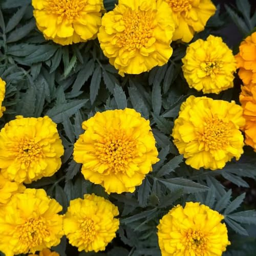 Semillas de Tagetes - de primavera perennes resistentes para el jardín semillas perennes resistentes caléndulas para balcón caléndulas - Serie Raras - 700pcs