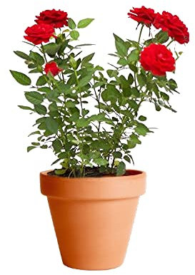 Rosal Mini con Maceta de Cerámica DECOALIVE Planta Natural con Flor Ideal para Regalar