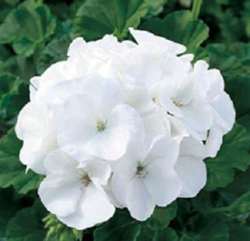 Graines Géranium Géranium Maverick Blanc 15 Film Coated Seeds