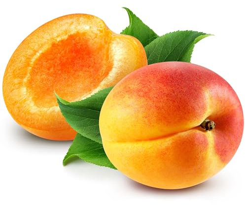 Apricot Trees, 'Moorpark', 1 x Tall Plant in a 10 Litre Pot, 1.4-1.5 Metre Height, Apricots, Garden Ready and Ready to Plant, Premium Quality Fruit Trees