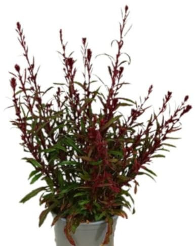 Planta natural Gaura, 30-40. Planta perenne de flores ligeras y rosadas o blancas, que parecen mariposas al viento. Segura Garden.