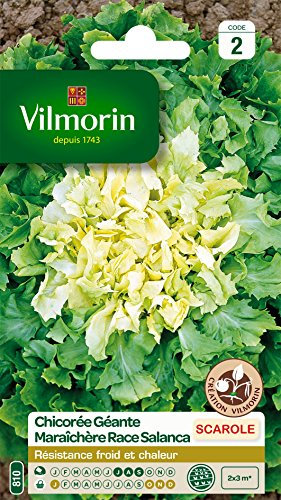 Vilmorin 3257542 Pack de Graines Chicorée Scarole Géante Maraichère Race Salanca Sélection