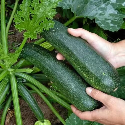 semillas de calabacín orgánicas semillas de techo verde calabacín trepador, 35pcs
