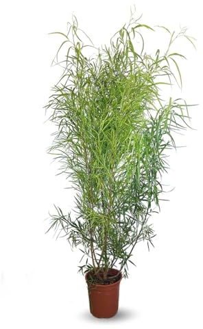Attitude Jardin - Rhus viminalis - bambou non traçant- 100-110 cm - ⌀ 24 cm - plante d'extérieur