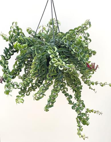Aeschynanthus Twister Hanging Plant | Lipstick Plant | Pot Size 15cm (Large)