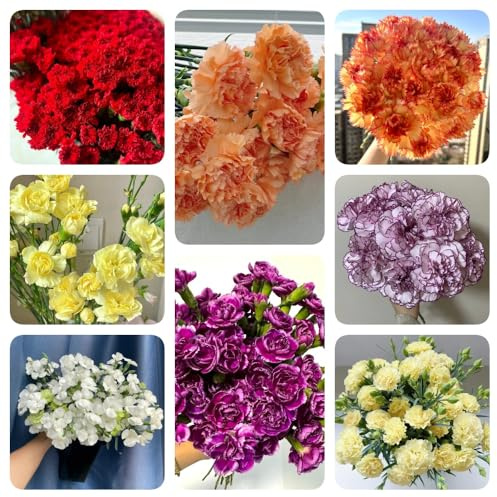 Semi di chiodi di garofano, esotiche Semi di garofano dolce, perenni regali da giardino rare semi di da appartamento 150pcs