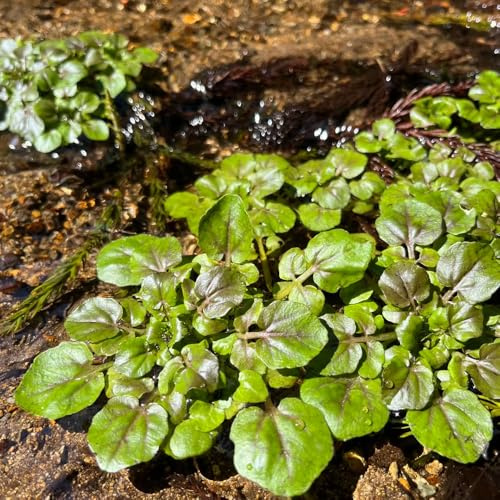 Acquista il crescione varietà di tradizionali, selvatiche giardino di aromatiche tappezzanti balcone aromatiche invernali semi biologici, 300semi