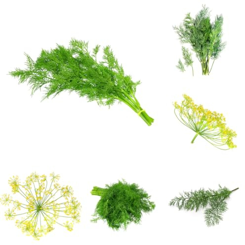 semillas de eneldo perenne, resistentes de eneldo orgánico, jardín el balcón jardín, exótico 800pcs