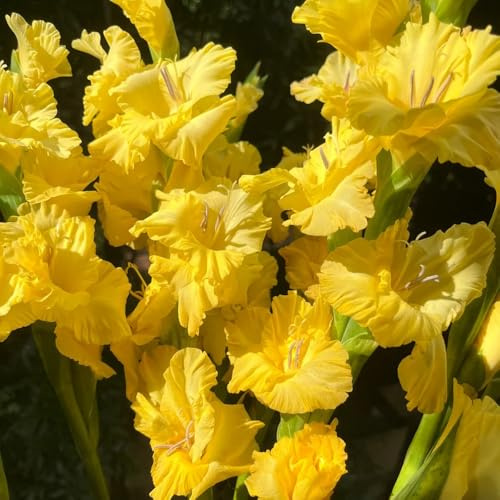 Bombilla de gladiolos,perennes resistentes,Bombilla de de rápido crecimiento Bombilla de perennes resistentes,de jardín,fácil de plantar.12pcs