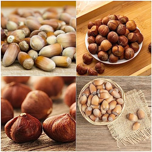 20 pcs haselnuss pflanze samen - nusse saatgut bio aussaat haselnussstrauch haselnüsse haselnussbaum Hazelnut, bonsai tree bio saatgut dekoration wohnzimmer