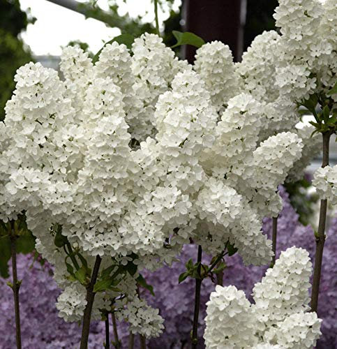 Edelflieder Florent Stepman 40-60cm - Syringa vulgaris