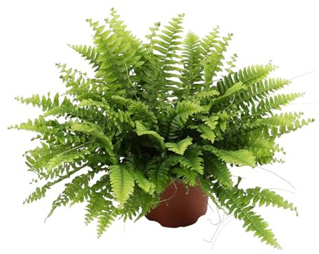 Trendyplants - Nephrolepis Boston Green Moment - Fougère frisée - Plante d'intérieur - Hauteur 15-35 cm - Taille du pot Ø12cm