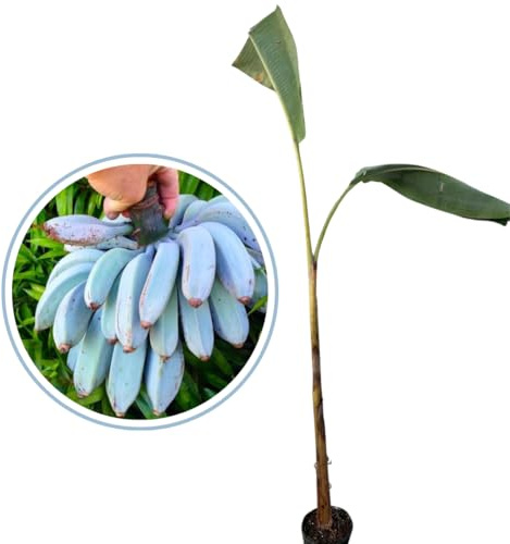 Vivaio Garden Forest Pianta di Banano Blue Java 'Musa Acuminata', Pianta vera, Pianta da frutto, Banane Blu, Sapore Vaniglia, Cremoso, Resistenza al freddo, Pianta rara, Giardinaggio, h100 cm