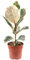 Árbol de goma – Planta de interior fácil de limpiar, Ficus elastica 'Tineke' – Altura aprox. 45 cm, diámetro de la maceta 12 cm
