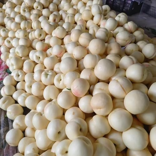 Semillas de nectarina, invernaderos de balcón comprar semillas raras exóticas resistentes para el jardín 5pcs