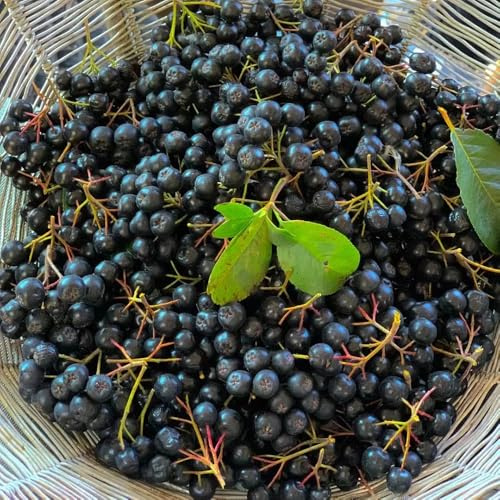 Semi di Aronia, semi di bacche di Aronia, rari Aronia melanocarpa, colonnari, da frutto balcone antiche varietà fresca 150pcs