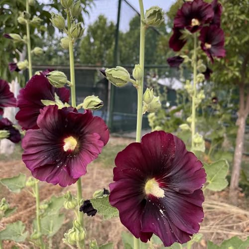 malvas, malva real - de jardín de balcón semillas malva real trepadoras, jardín rocas Decoraciones otoñales un resistente balcón originales interior 750semillas
