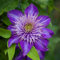Clematis Winterhart Mehrjährig Blumenzwiebeln Stauden Gartenpflanzen Kletterpflanzen Clematis Balkonblumen Klematis Pflanze Zwiebeln Balkon Blumen Winterhart Garten Geschenk 2 Clematis Zwiebeln