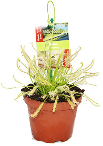 Caps de soleil – Capensis de Drosera – 9 cm