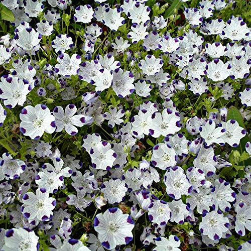 100 Semi Pz Mini Violet Africans Veilchen Semi Piante da Giardino in Vaso Fiori Viola pianta erbacea perenne Matthiola Incana Giardino Domestico di 16