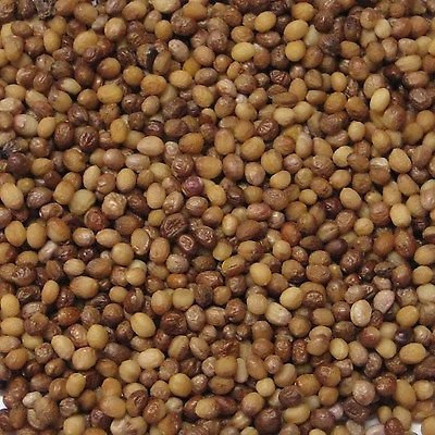 100 buisson ardent Bonsaï Seed pack Euonymus Alatus