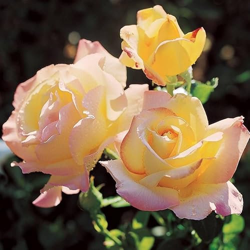 Rose Bush 'Peace' - Two-Toned Hybrid Tea Scented Rose Bush in 3 Litre Pot - Ready to Plant (3 Plants)